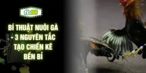 Bí Thuật Nuôi Gà - 3 Nguyên Tắc Tạo Chiến Kê Bền Bỉ