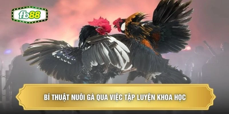 Bí Thuật Nuôi Gà - 3 Nguyên Tắc Tạo Chiến Kê Bền Bỉ 2 Bí thuật nuôi gà qua việc tập luyện khoa học