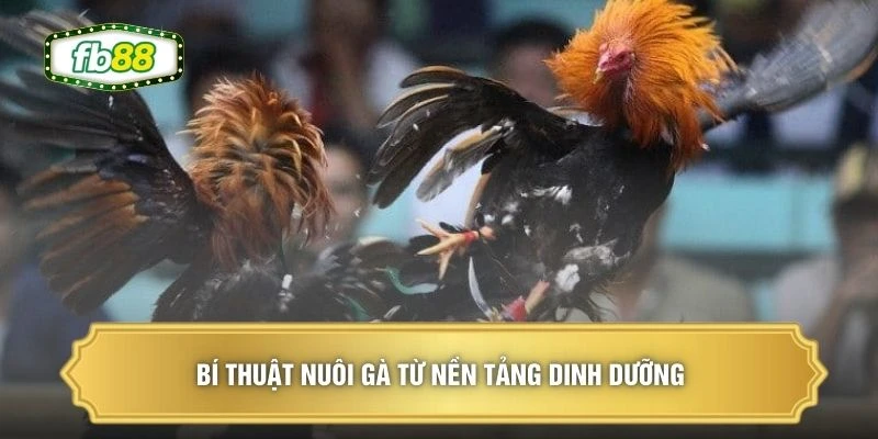 Bí Thuật Nuôi Gà - 3 Nguyên Tắc Tạo Chiến Kê Bền Bỉ 1 Bí thuật nuôi gà từ nền tảng dinh dưỡng