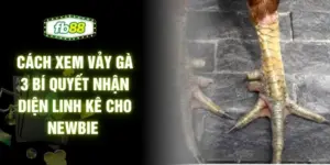 Cách Xem Vảy Gà 3 Bí Quyết Nhận Diện Linh Kê Cho Newbie