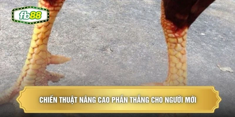 Chiến thuật nâng cao phần thắng cho người mới 