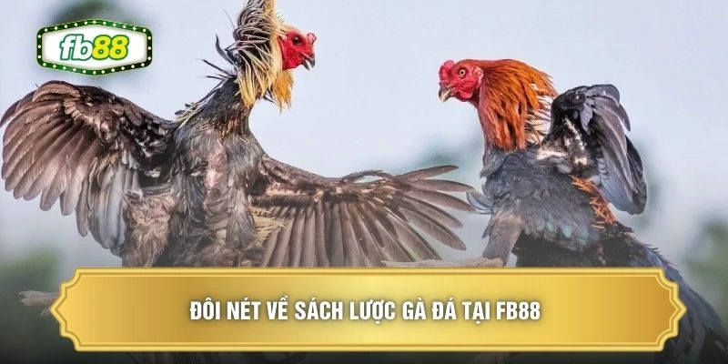 Đôi nét về sách lược gà đá tại FB88 