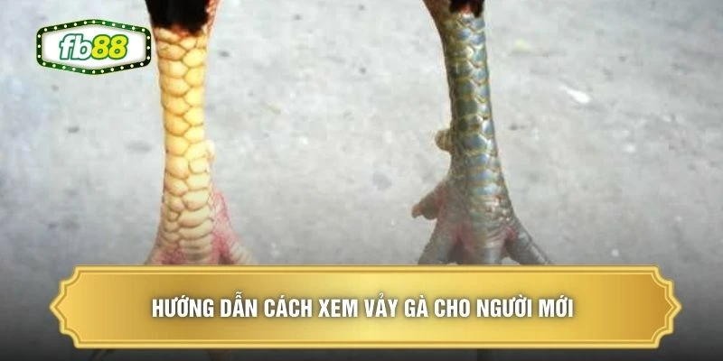Hướng dẫn cách xem vảy gà cho người mới 
