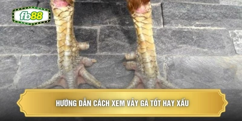 Hướng dẫn cách xem vảy gà tốt hay xấu 