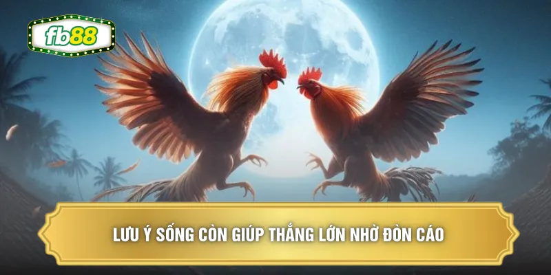 Lưu ý sống còn giúp thắng lớn nhờ đòn cáo
