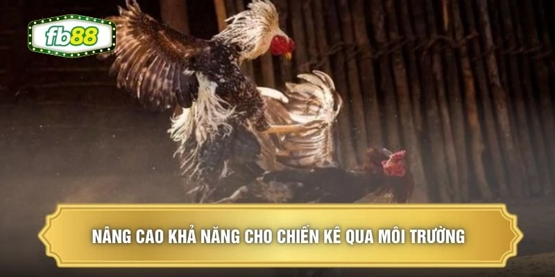 Bí Thuật Nuôi Gà - 3 Nguyên Tắc Tạo Chiến Kê Bền Bỉ 3 Nâng cao khả năng cho chiến kê qua môi trường