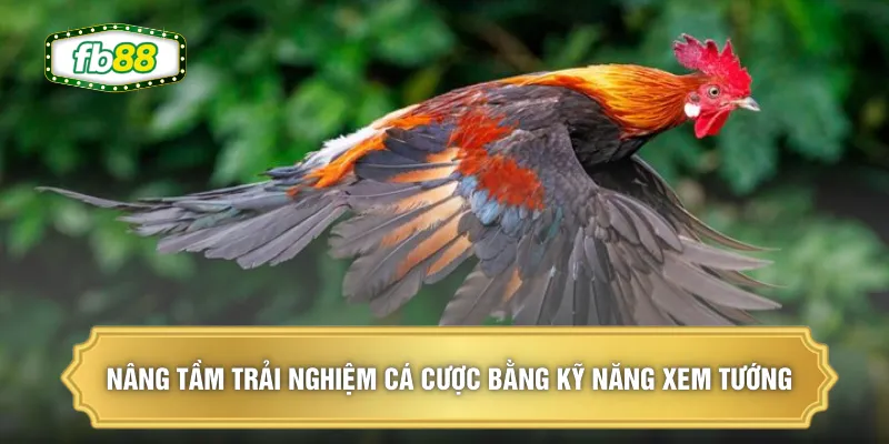 Xem Tướng Gà Chọi - Bí Kíp Chọn Chiến Kê Bất Bại Năm 2026 3 Nâng tầm trải nghiệm cá cược bằng kỹ năng xem tướng