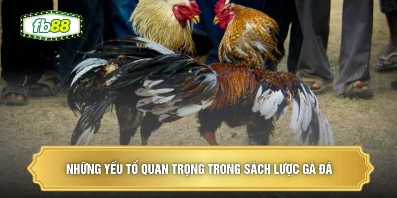 Những yếu tố quan trọng trong sách lược gà đá 