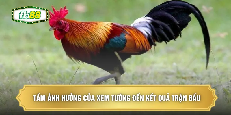 Xem Tướng Gà Chọi - Bí Kíp Chọn Chiến Kê Bất Bại Năm 2026 1 Tầm ảnh hưởng của xem tướng đến kết quả trận đấu
