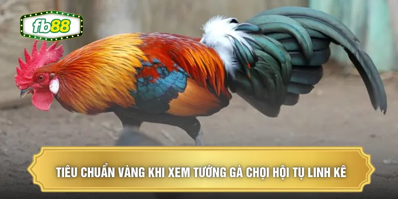 Xem Tướng Gà Chọi - Bí Kíp Chọn Chiến Kê Bất Bại Năm 2026 2 Tiêu chuẩn vàng khi xem tướng gà chọi hội tụ linh kê