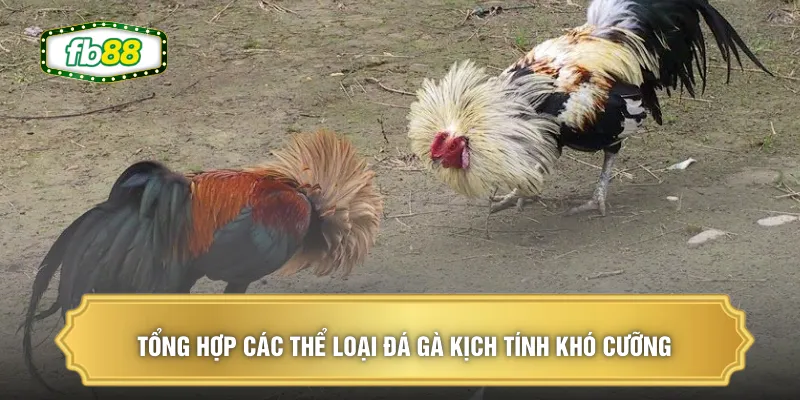 Tổng hợp các thể loại đá gà kịch tính khó cưỡng