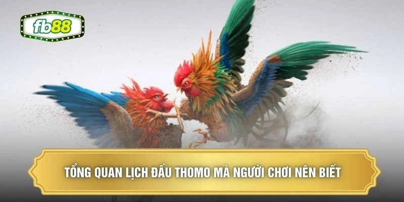 Tổng quan lịch đấu Thomo mà người chơi nên biết 