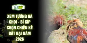 Xem Tướng Gà Chọi - Bí Kíp Chọn Chiến Kê Bất Bại Năm 2026