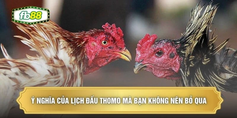 Ý nghĩa của lịch đấu Thomo mà bạn không nên bỏ qua 